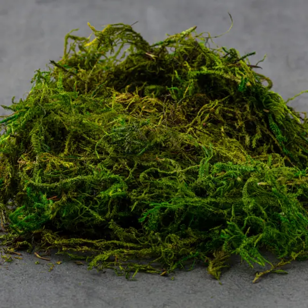 Dry Moss 16 oz 1 lb for Potted Plants, Orchid Mix, Pertile Terrarium bedding etc